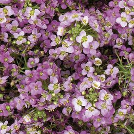 Wonderland Pink, Alyssum